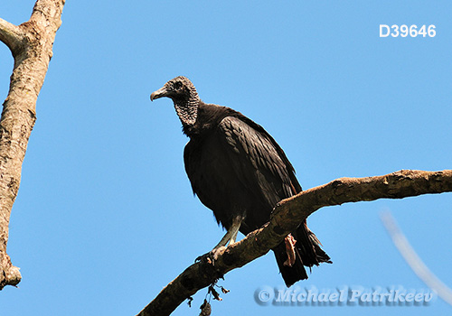 American Black Vulture (Coragyps atratus)